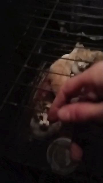 free kittens two boys one girl in desperate need of good home in Stockton, California