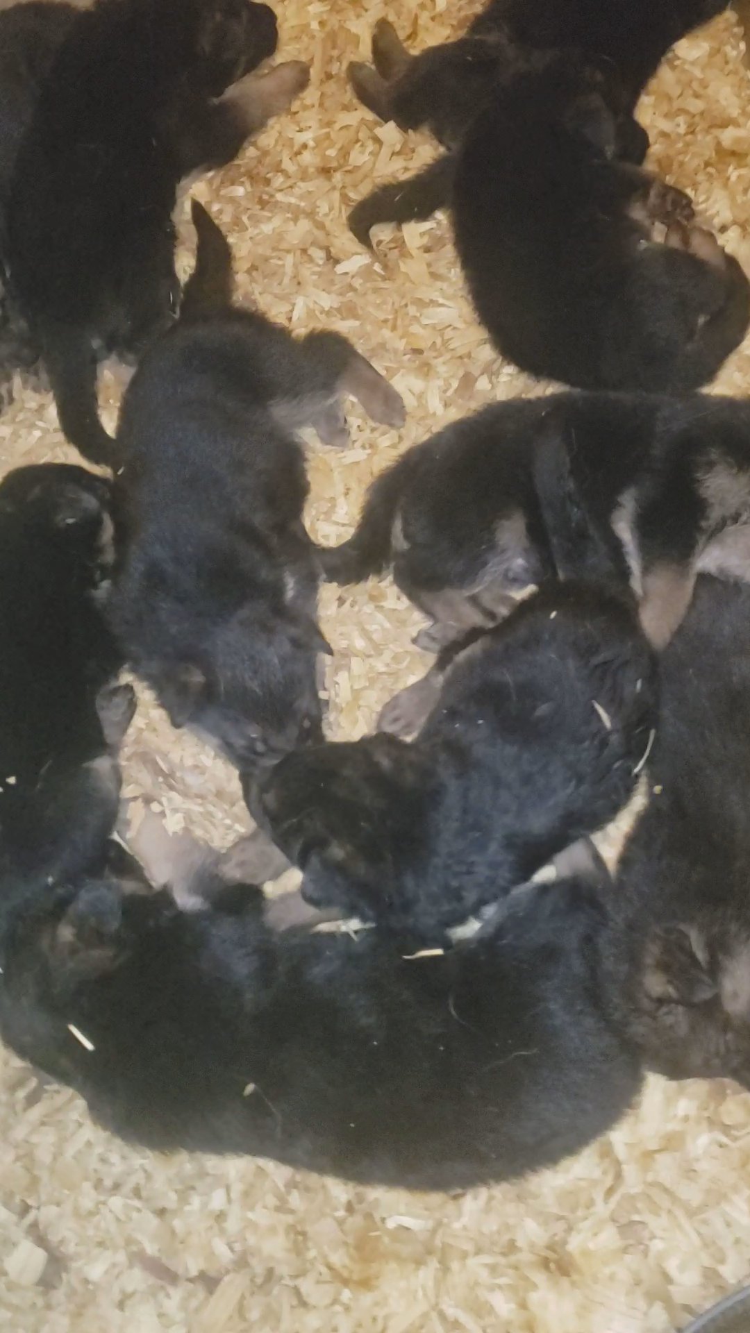 German shepherd akc (demeter orange) in Grand Island, Nebraska