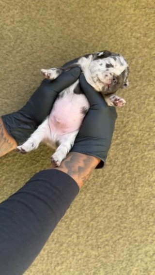 Blue Merle Male Frenchie in San Diego, California