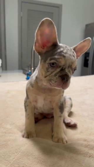 Male Frenchie in Orlando, Florida