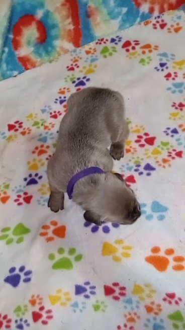 Purple Female - Reserved in Paragould, Arkansas