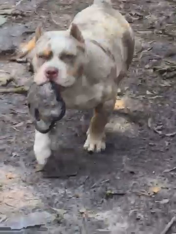Lilac Tri Merle in Tampa, Florida