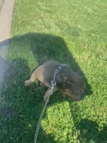 Pocket Bully Female in Houston, Texas
