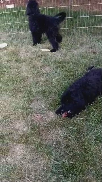 Adorable F1b Goldendoodles! in Salem, Oregon