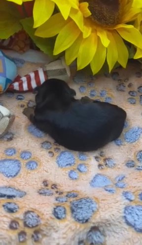 Akc Sally in Sumter, South Carolina