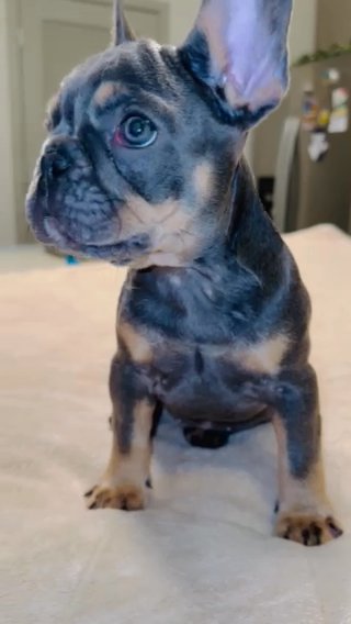 Female Frenchie in Orlando, Florida