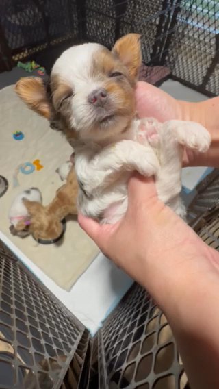 Bluebery Merle Male Yorkie in Plano, Texas