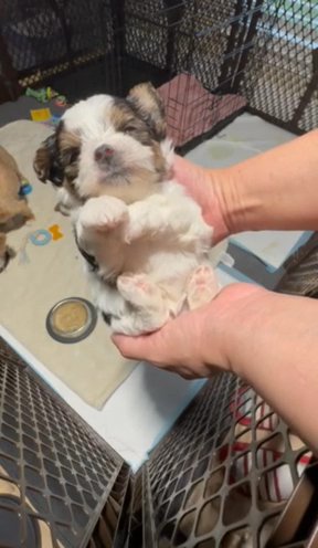 Parti Female Yorkie in Plano, Texas