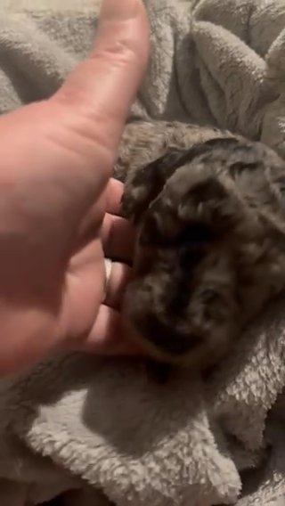 merle poodle in Huntington, West Virginia
