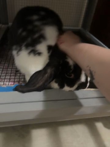 Petunia in Evansville, Indiana