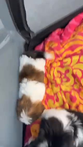 SHIH TZU PUPPIES ? in Houston, Texas