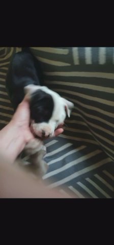 baby pitpull in Concord, North Carolina