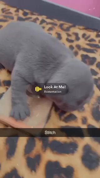 Akc Blue Brindle Male French Bulldog in Indianapolis, Indiana