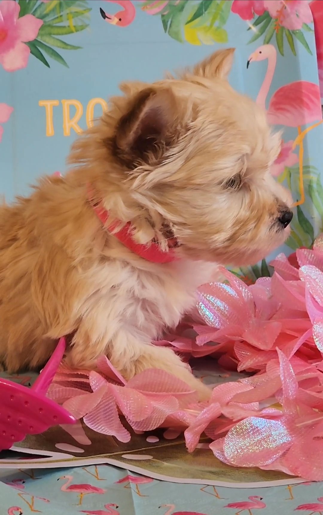 Peaches AKC in Washington, District of Columbia