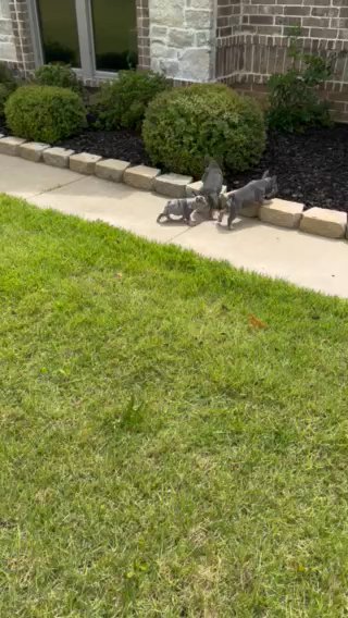 French bulldogs in Jonesboro, Arkansas