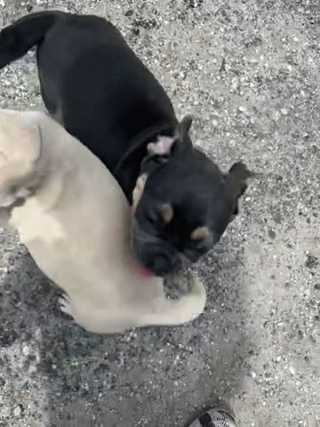 2 Pugs in Lake Worth Beach, Florida