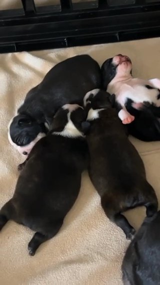 Boston Terrier in Laredo, Texas