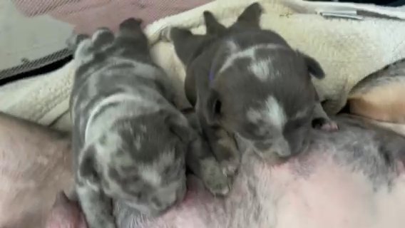 Micro / Nano American Bully Merle Pups 4x Veneno in Bethlehem, Pennsylvania
