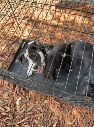 American Bullies in Fayetteville, North Carolina