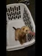 ferret needs a good home in Fostoria, Ohio