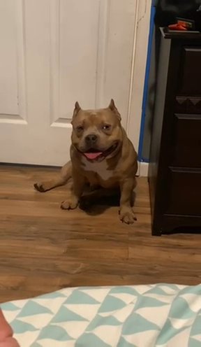 Micro American Bully in Bethlehem, Pennsylvania