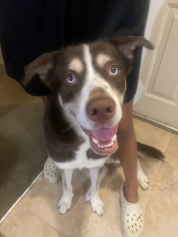 Husky Mix With Lab Looking For A Home in Dallas, Texas