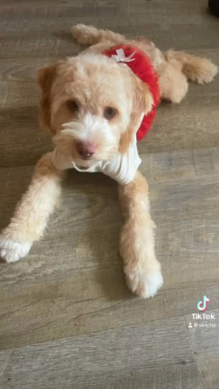 Female Cockapoo 6months in The Bronx, New York