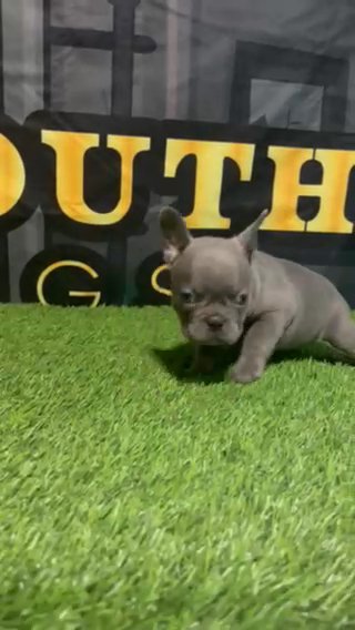 Female Blue Frenchie in Stockton, California