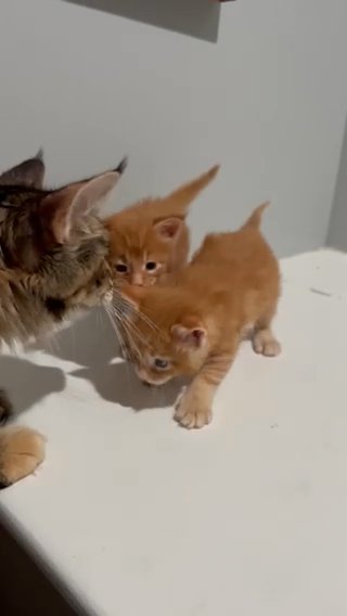 2 Blond Baby Mainecoons in Wilmington, Delaware
