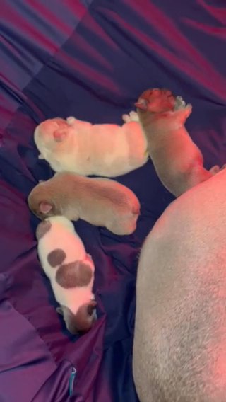 (RESERVED) French Bulldog Male (Rio) in Wilmington, Ohio
