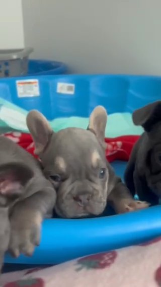 6 Week Puppies For Sale in Pittsburgh, Pennsylvania