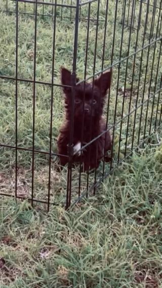 Male Chocolate Yorkipoo in Rocky Mount, North Carolina