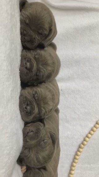 Cane Corso Puppies in Fort Wayne, Indiana