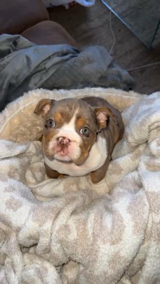 Merle Bulldog Female in Cambridge, Ohio