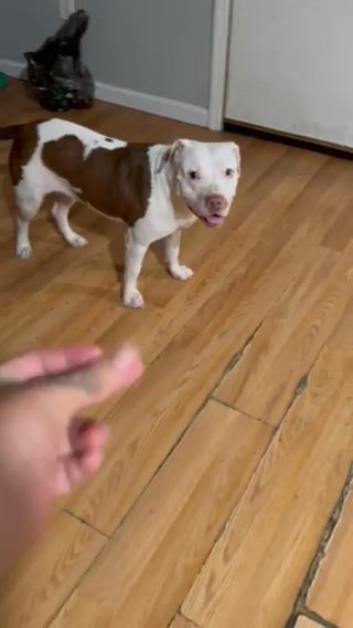 Female Red Nose Pittbull in Elizabeth, New Jersey