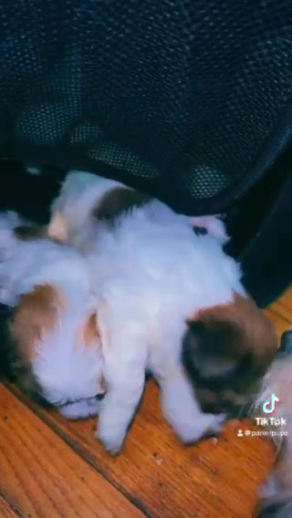 Puppies in Chicago, Illinois