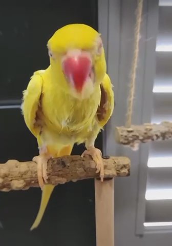 Baby Indian Ringneck Parakeets For Sale in New York City, New York