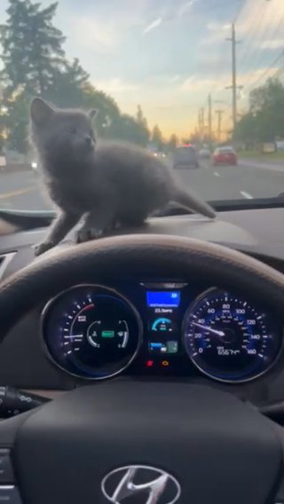 kitten in Portland, Oregon