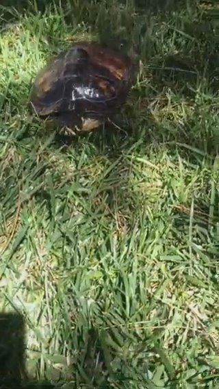 Re-Homing Aquatic Turtle YBS in Las Vegas, Nevada