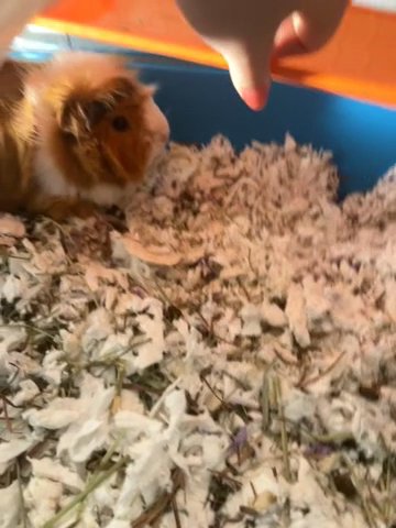GUINEA PIGS FOR SALE!!! in Oceanside, California