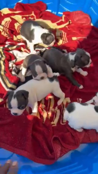 AKC Boston Terrier in Ocala, Florida