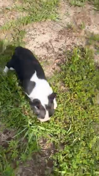 Boston baby in Ocala, Florida