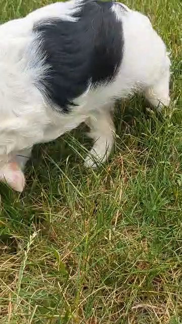 Mia in Goshen, Indiana