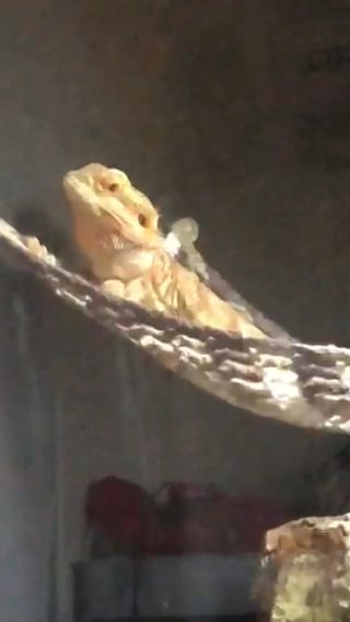 Re-Homing Bearded Dragon in Las Vegas, Nevada