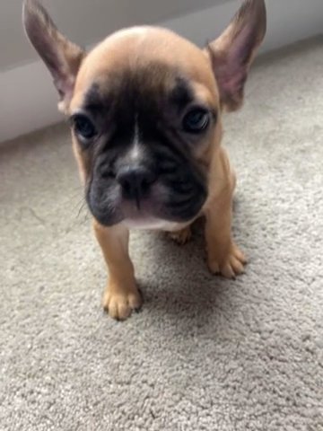 French Bulldog in Woodbridge, Virginia