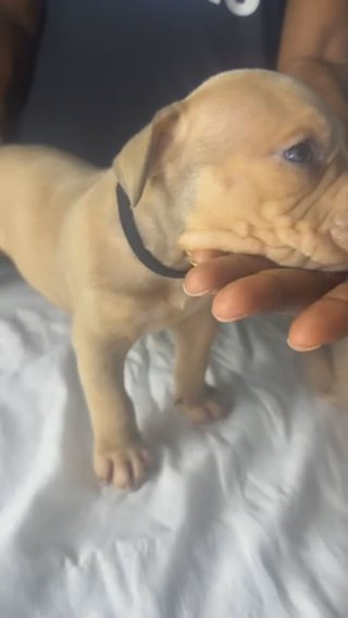 Male American bully ready for new home in South Bend, Indiana
