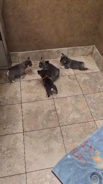 French bulldog puppies in Houston, Texas
