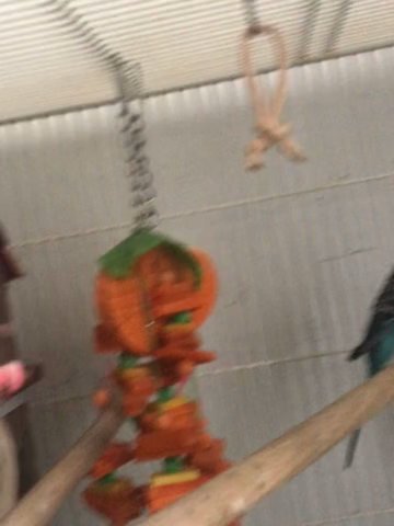 Parakeets Plus Big Cage With Everything in Arlington, Virginia