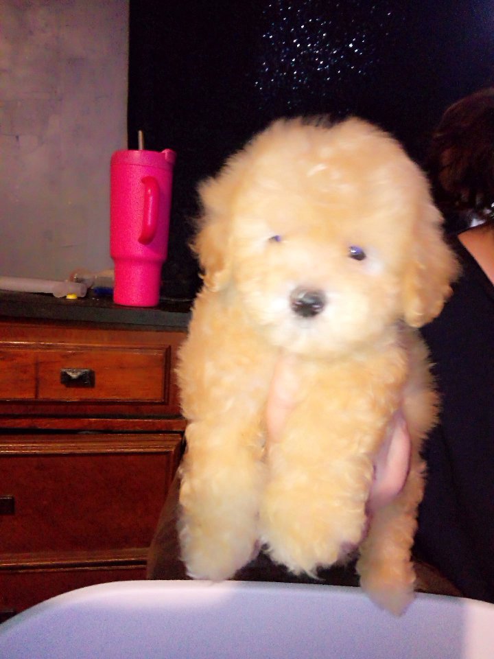 7 week old Maltipoo puppy in Corsicana, Texas