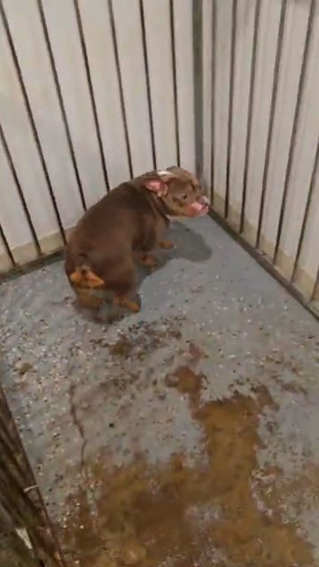 French bulldog adult in Houston, Texas